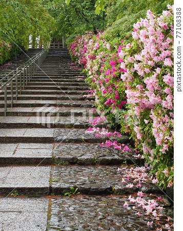 Kyoto Higashiyama Rain Munetada Shrine and Hirado Tsutsuji 77108388
