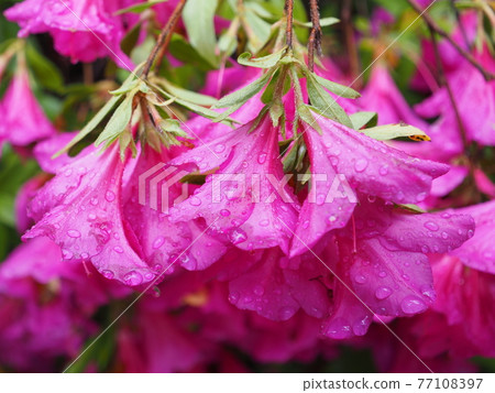 Kyoto Higashiyama Rain Munetada Shrine and Hirado Tsutsuji 77108397