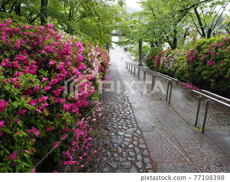 Kyoto Higashiyama Rain Munetada Shrine and Hirado Tsutsuji 77108398