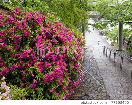 Kyoto Higashiyama Rain Munetada Shrine and Hirado Tsutsuji 77108400