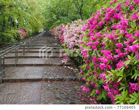 京都東山雨宗忠神社和平戶辻 77108405