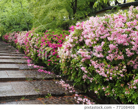 Kyoto Higashiyama Rain Munetada Shrine and Hirado Tsutsuji Kyoto Higashiyama Rain Munetada Shrine and Hirado Tsutsuji 77108408
