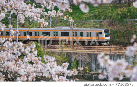 [Sakura of Sotobori and Chuo Line E233 series] 77108573