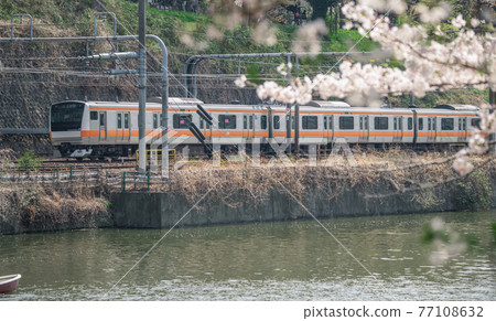 [Sakura of Sotobori and Chuo Line E233 series] 77108632
