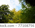A refreshing image of the autumn sky and trees 77108756