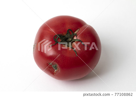 rotten tomatoes on white background 77108862