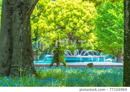 春天在日本東京千代田區日比谷公園內的Nemophila花壇 77108969