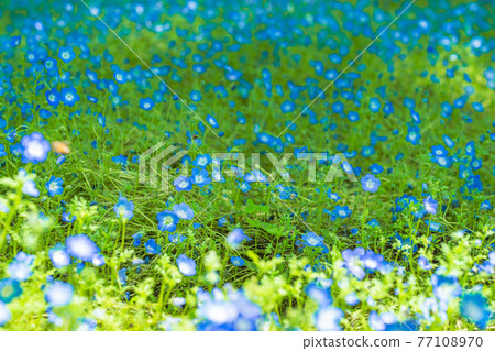 春天在日本東京千代田區日比谷公園內的Nemophila花壇 春天在日本東京千代田區日比谷公園內的Nemophila花壇 77108970