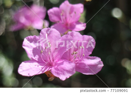 在山路上輕輕綻放的杜鵑花 在山路上輕輕綻放的杜鵑花 77109091