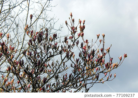 Springtime beginning in March at surroundings of Zagreb, Croatia Springtime beginning in March at surroundings of Zagreb, Croatia 77109237
