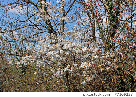 Springtime beginning in March at surroundings of Zagreb, Croatia Springtime beginning in March at surroundings of Zagreb, Croatia 77109238