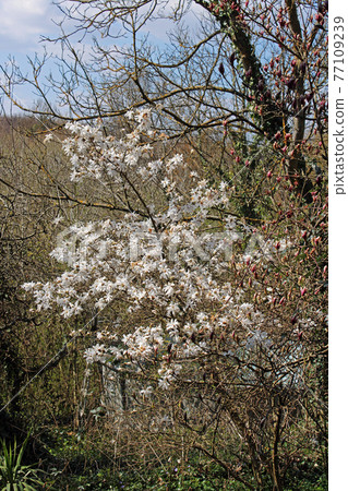 Springtime beginning in March at surroundings of Zagreb, Croatia Springtime beginning in March at surroundings of Zagreb, Croatia 77109239
