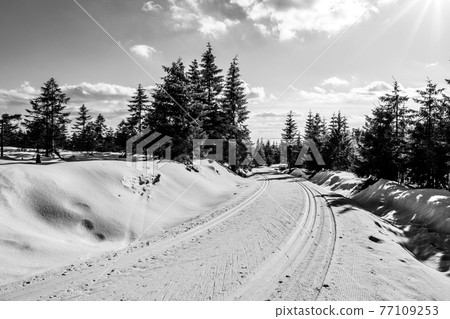Cross country skiing track in winter Cross country skiing track in winter 77109253