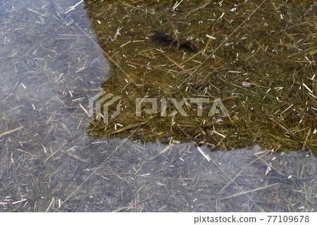 The surface of a spring puddle with the remains of grass in the afternoon 77109678