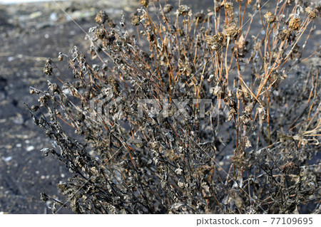 Yellow dried bush plants in the spring in the garden Yellow dried bush plants in the spring in the garden 77109695
