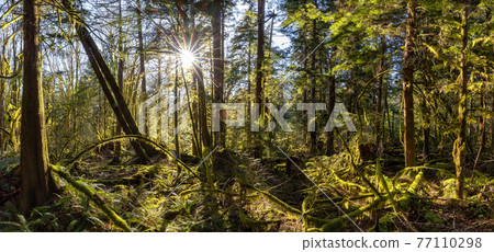 Mystical View of the Rain Forest during a sunny Spring Season. Mystical View of the Rain Forest during a sunny Spring Season. 77110298