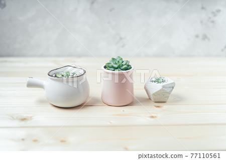 Succulent and cactus in a concrete pot in a row on a wooden table and white background Succulent and cactus in a concrete pot in a row on a wooden table and white background 77110561