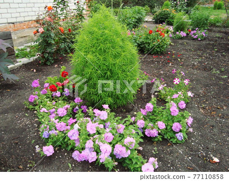 Garden beds and colorful flowers on them in summer 77110858
