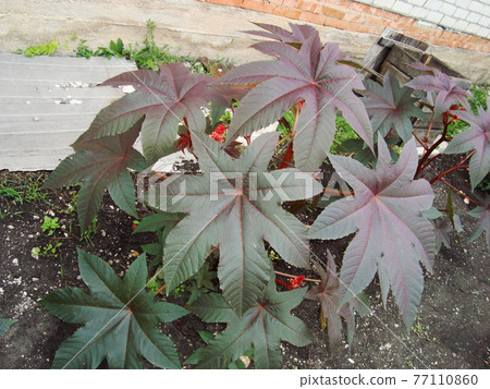 Garden beds and colorful flowers on them in summer 77110860