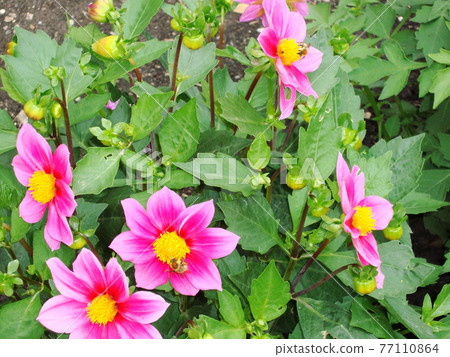 Garden beds and colorful flowers on them in summer Garden beds and colorful flowers on them in summer 77110864