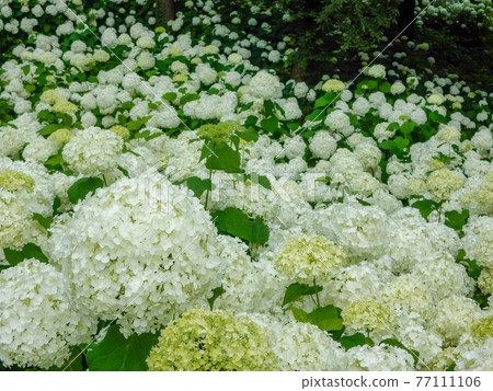 雨季花,白繡球安娜貝爾海 雨季花,白繡球安娜貝爾海 77111106