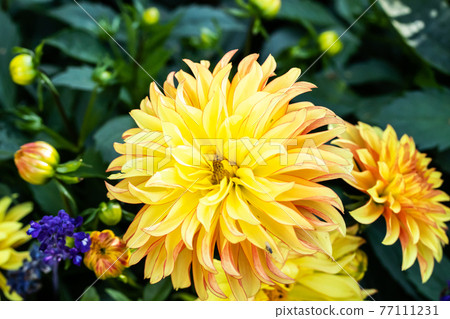 Beautiful yellow dahlia Lake Ontario flower in summer garden Beautiful yellow dahlia Lake Ontario flower in summer garden 77111231