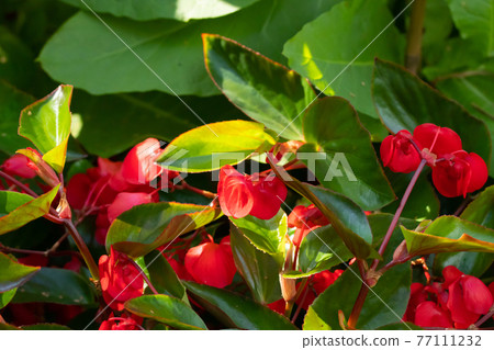 Red begonia flowers grow in a flowerbed in summer 77111232