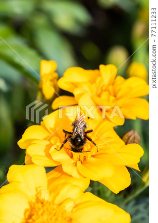 Close-up of bumblebee collecting pollen from a yellow marigold flower at summer Close-up of bumblebee collecting pollen from a yellow marigold flower at summer 77111233
