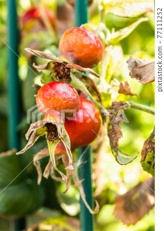Dog-rose red berries behind the fence in park at summer 77111252