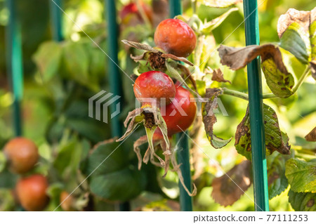 Dog-rose red berries behind the fence in park at summer 77111253