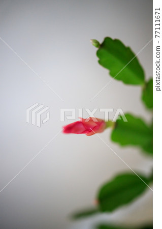 Close up red, pink yellow colored Schlumbergera Christmas cactus houseplant in green blurred Close up red, pink yellow colored Schlumbergera Christmas cactus houseplant in green blurred 77111671