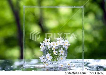 In the green, decorate the glass table with white flowers of potato vine on a transparent photo frame and glassware 77111697