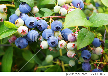 Bog whortleberry (Vaccinium uliginosum). Bog whortleberry (Vaccinium uliginosum). 77111817