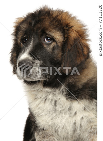 Portrait of a young Caucasian shepherd dog 77111820
