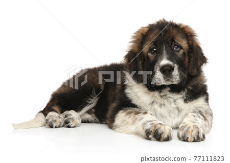 Caucasian Shepherd puppy resting 77111823