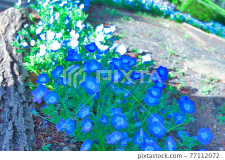 "Fuji Blooming Hill" near the end of April-Cute nemophila that colors the promenade 77112072