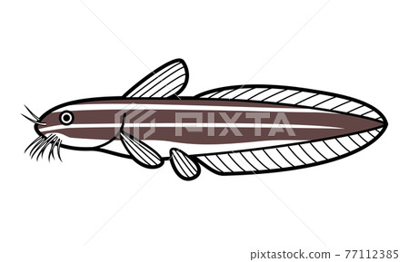 鰻鯰絛蟲 鰻鯰絛蟲 77112385