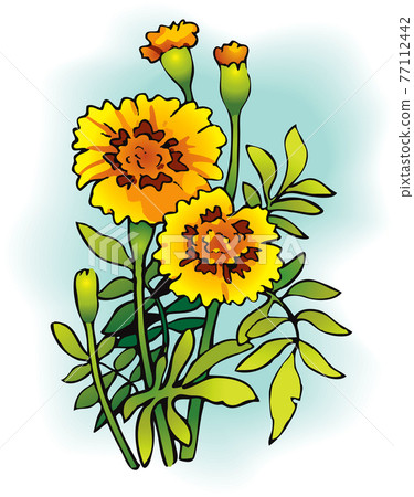 Tagetes 77112442