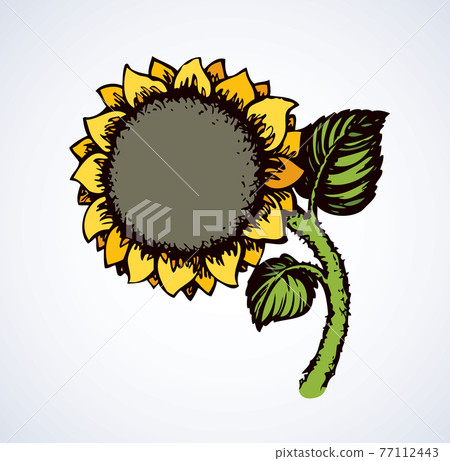 Vector illustration. Sunflower 77112443