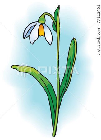 Snowdrop Snowdrop 77112451