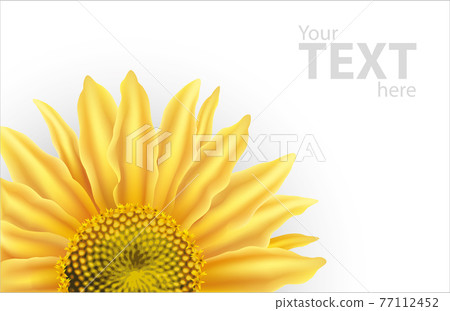 Vector background with large flower of sunflower Vector background with large flower of sunflower 77112452