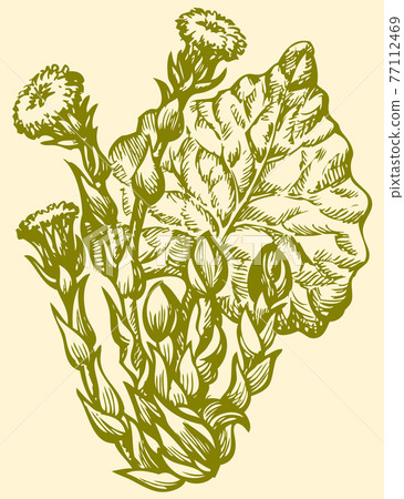 Vector drawing. Spring primroses Coltsfoot (Tussilago Farfara) Vector drawing. Spring primroses Coltsfoot (Tussilago Farfara) 77112469
