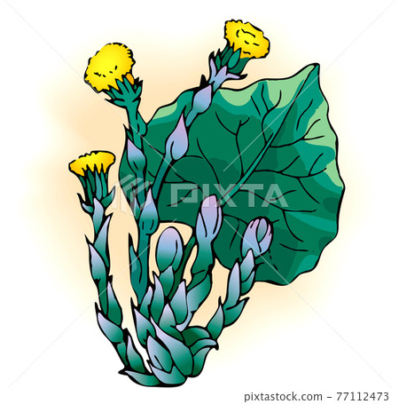 Tussilago farfara Tussilago farfara 77112473