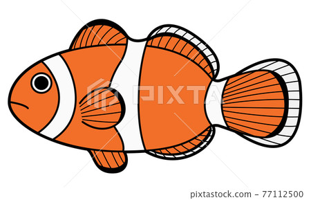 Clown anemonefish 77112500