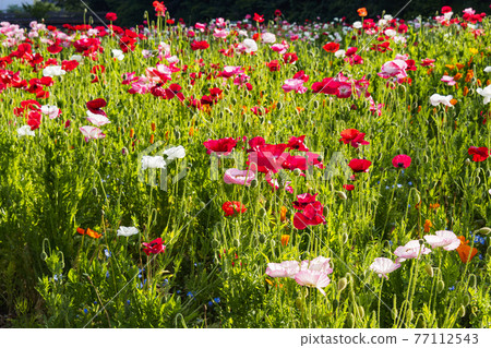 Scenic spots of flowers on the Shonan Miura Peninsula Poppy in Kurihama Flower Park, Yokosuka City, Kanagawa Prefecture Scenic spots of flowers on the Shonan Miura Peninsula Poppy in Kurihama Flower Park, Yokosuka City, Kanagawa Prefecture 77112543