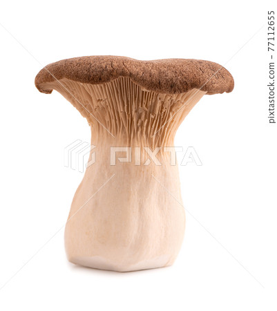 King oyster mushroom isolated on white background. Pleurotus eryngii mushroom. 77112655