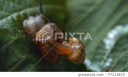 snail sits on another snail and green leaf close-up 77112673