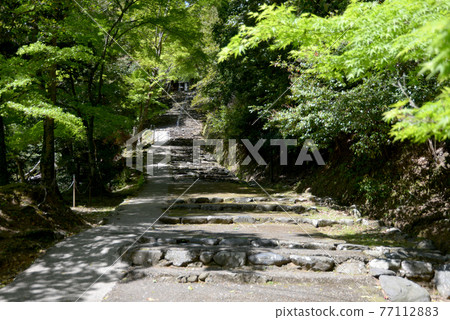The approach to the tower gate of the fresh green Jingoji Temple, Takao, Kyoto City 77112883