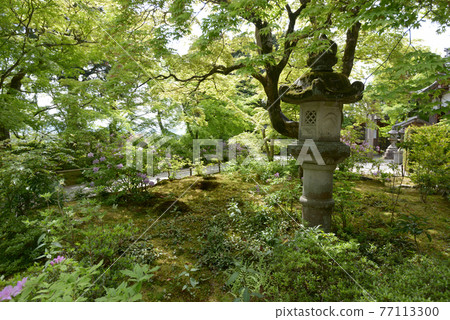 新鮮的綠色Jojakkoji Temple,正殿前的花園,佐賀市,京都市 新鮮的綠色Jojakkoji Temple,正殿前的花園,佐賀市,京都市 77113300