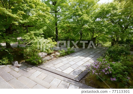 新鮮的綠色Jojakkoji Temple,正殿前的花園,佐賀市,京都市 新鮮的綠色Jojakkoji Temple,正殿前的花園,佐賀市,京都市 77113301